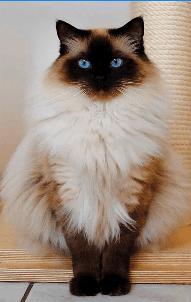Everything Your Pet Deserves, Delivered