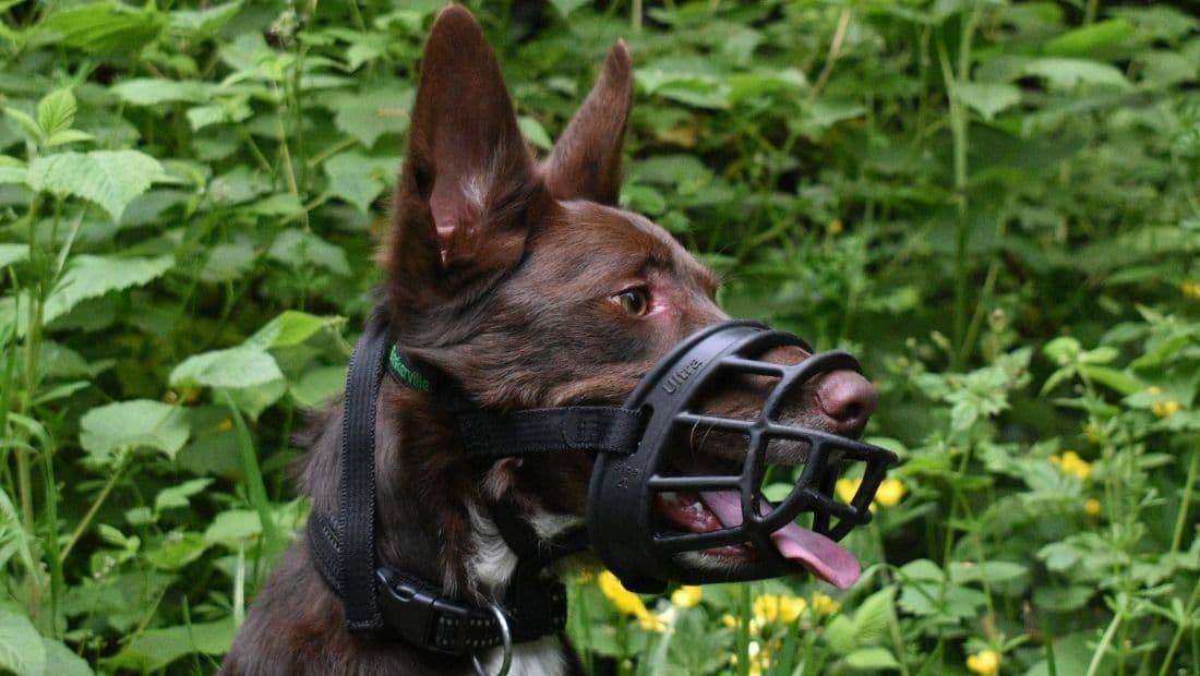 Best Dog Muzzle Training and Types Guide