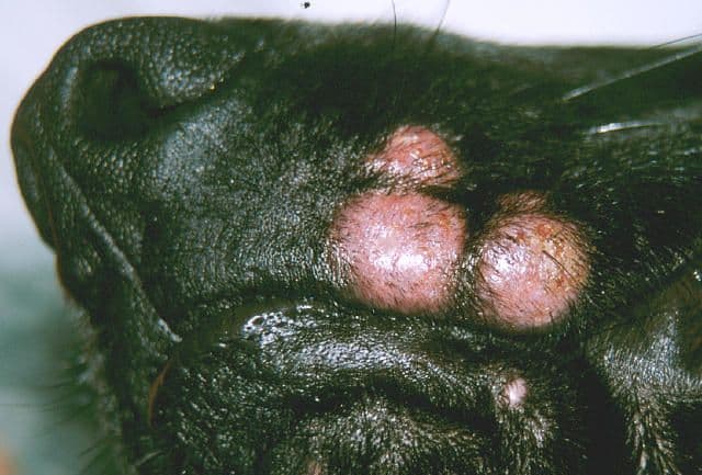 Mast Cell Tumor vs Histiocytoma in Dogs