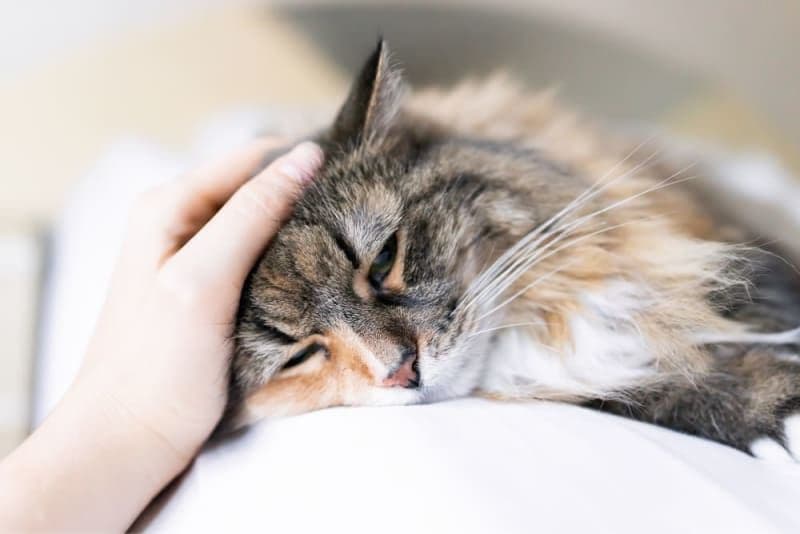 Cat Illness Symptoms: What Vets Say You Miss
